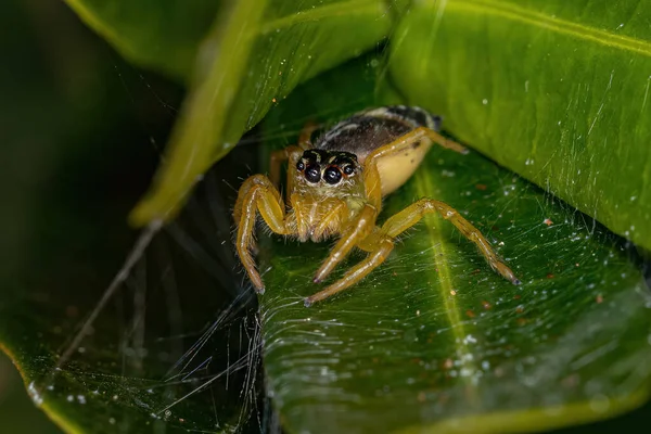 Malý Skákající Pavouk Rodu Frigga — Stock fotografie