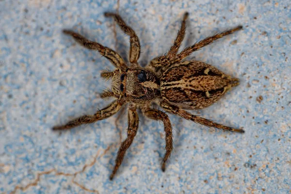 Volwassen Vrouwelijke Antropische Springspinnen Van Soort Plexippus Paykulli — Stockfoto