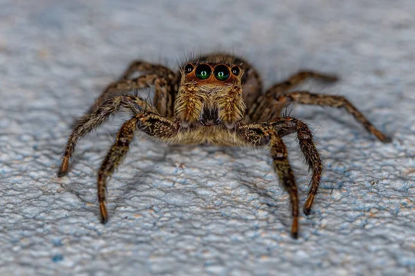 Взрослая Самка Pantropical Jumping Spider Вида Plexippus Paykulli — стоковое фото