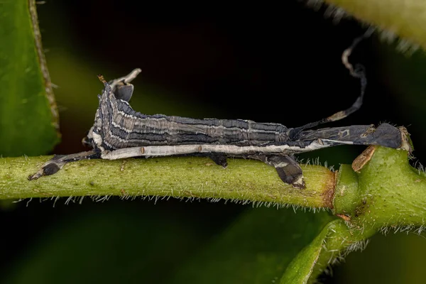 Macroglossine Sphinx Moth Caterpillar Isognathus Allamandae Fajból — Stock Fotó