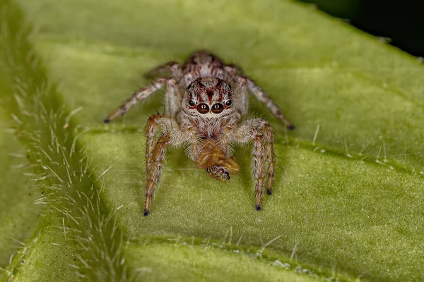 Adult Female Jumping Spider Subtribe Freyina Preying Small Jumping Spider — Stock Photo, Image