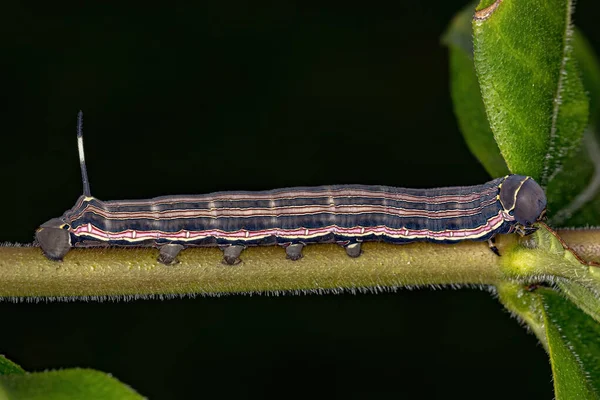 Macroglossine Sphinx Moth Caterpillar Species Isognathus Allamandae — стокове фото