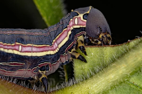 Macroglossine Sphinx Moth Caterpillar Species Isognathus Allamandae — 图库照片