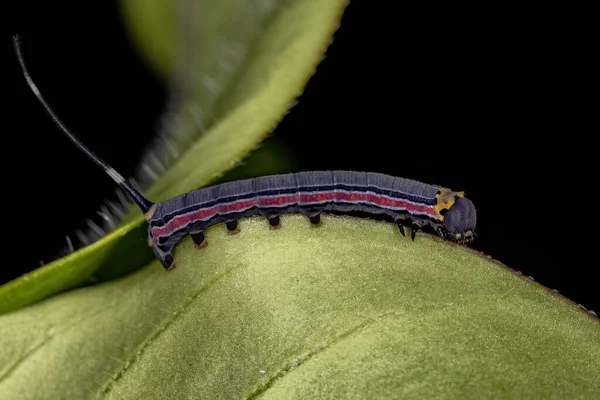 Macroglossine Sphinx Moth Caterpillar Species Isognathus Allamandae — 스톡 사진