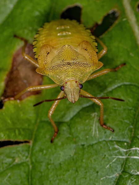 Stink Bug Nymphe Tribu Carpocorini — Photo