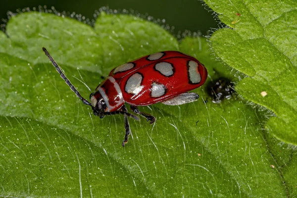 成虫类的成虫 Flea Beetle Omophoita Argus — 图库照片