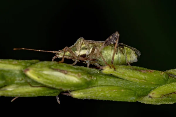 Roślina Bezzapachowa Dla Dorosłych Bug Rodzaju Harmostes — Zdjęcie stockowe