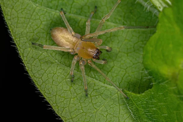 Adult Male Longpoot Sac Spider Του Genus Cheiracanthium — Φωτογραφία Αρχείου