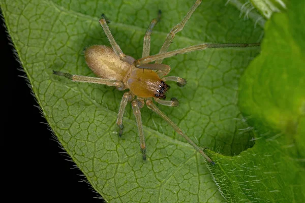 Cheiracanthium cinsinden uzun bacaklı yetişkin erkek örümceği
