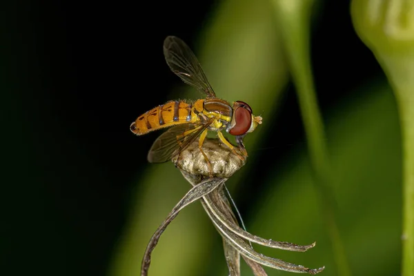 Erwachsene Kalligraphen Fliege Der Gattung Toxomerus — Stockfoto
