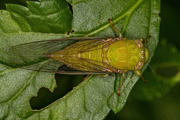 Ενηλίκων Largeclasper Cicada Του Γένους Carineta — Φωτογραφία Αρχείου