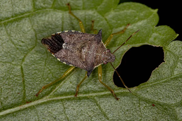 Ενηλίκων Predatory Stink Bug Του Είδους Podisus Nigrispinus — Φωτογραφία Αρχείου
