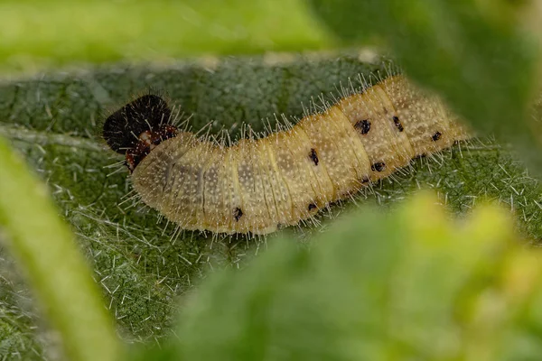 Καρό Skipper Caterpillar Της Υποοικογένειας Pyrginae — Φωτογραφία Αρχείου