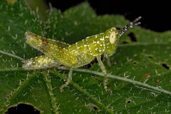 Ninfa Cavalletta Cornuto Della Famiglia Acrididae — Foto Stock