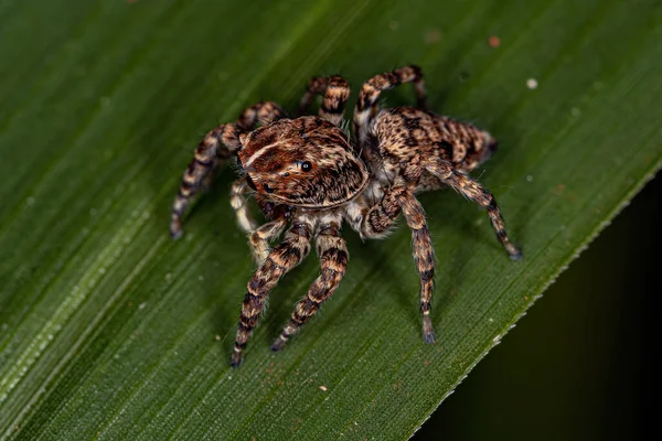 Θηλυκό Άλμα Αράχνη Του Sumampattus Quinqueradiatus — Φωτογραφία Αρχείου