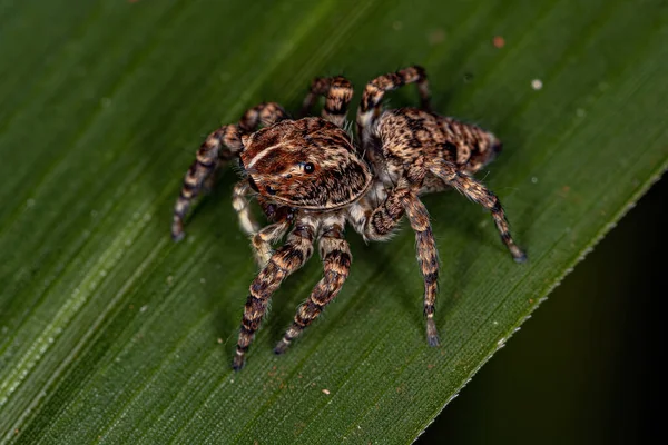 Sumampattus Quinqueradiatus Nőstény Ugrópókja — Stock Fotó