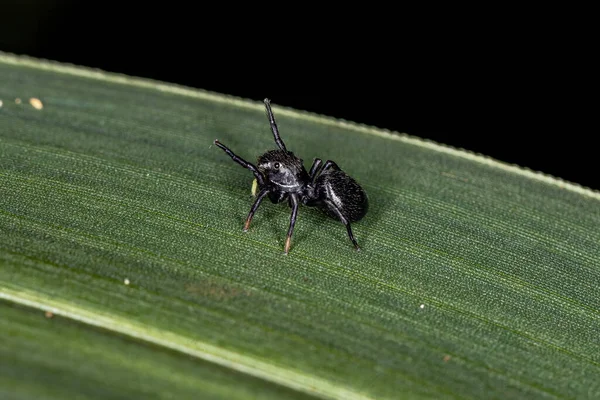 Pequeña Araña Saltarina Negra Subfamilia Salticinae —  Fotos de Stock