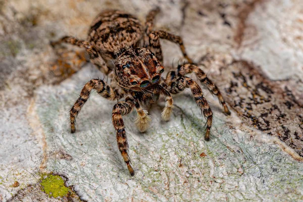 Araña Saltadora Femenina Del Sumampattus Quinqueradiatus — Foto de Stock