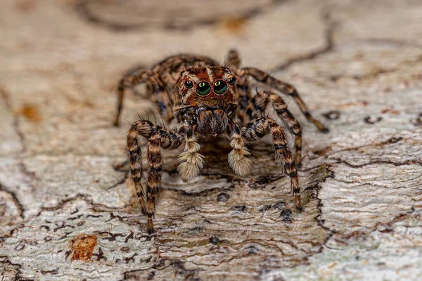 Aranha Saltadora Feminina Sumampattus Quinqueradiatus — Fotografia de Stock