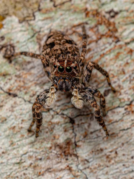 Female Jumping Spider Sumampattus Quinqueradiatus — Stock Photo, Image