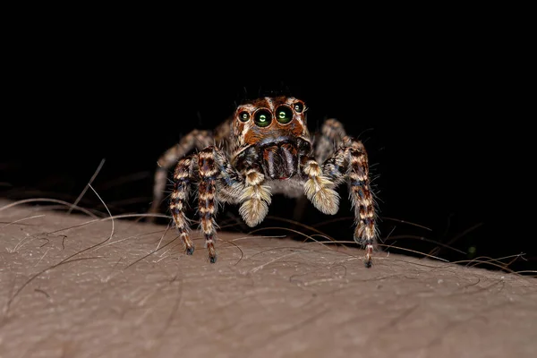 Aranha Saltadora Feminina Sumampattus Quinqueradiatus — Fotografia de Stock