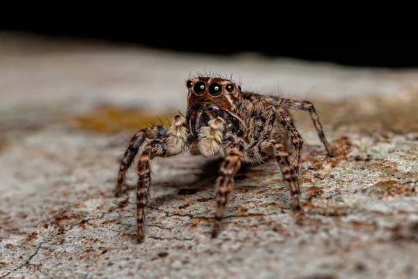 Sumampattus Quinqueradiatus Dişi Atlayan Örümceği — Stok fotoğraf