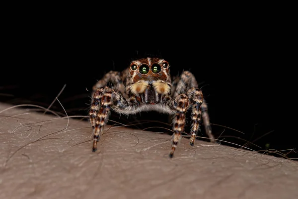 Female Jumping Spider Sumampattus Quinqueradiatus — Stock Photo, Image