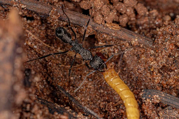 Adult Female Εκτομομίνη Μυρμήγκια Του Genus Ectatomma Θηράματα Ένα Κίτρινο — Φωτογραφία Αρχείου