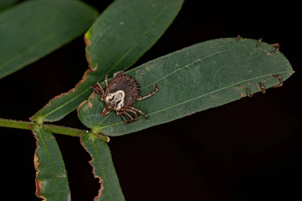 Feminino Adulto Cayenne Carrapato Espécie Amblyomma Cajennense — Fotografia de Stock