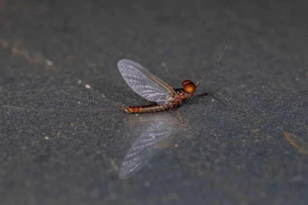 Взрослый Мужчина Жабрами Mayfly Семейства Leptophlebiidae — стоковое фото