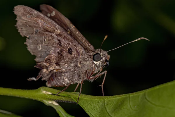 Volwassen Dorantes Longtail Vlinder Van Soort Thorybes Dorantes — Stockfoto