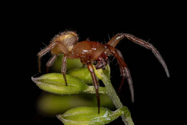 Metazygia Cinsinin Erkek Yetişkin Klasik Orbweaver — Stok fotoğraf