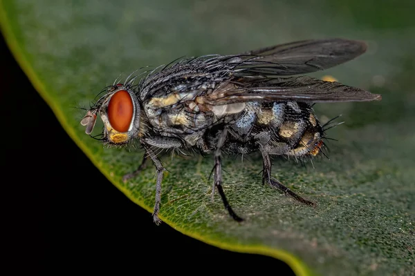 Erwachsene Fleischfliege Der Familie Sarcophagidae — Stockfoto