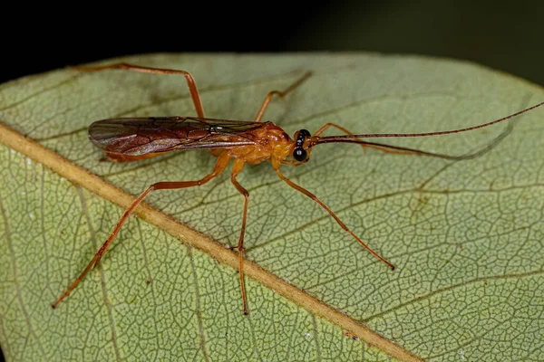 Süper Aile Ichneumonoidea Dan Yetişkin Ichneumonid Wasp — Stok fotoğraf