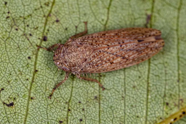Piccolo Leafhopper Tipico Della Tribù Gyponini — Foto Stock