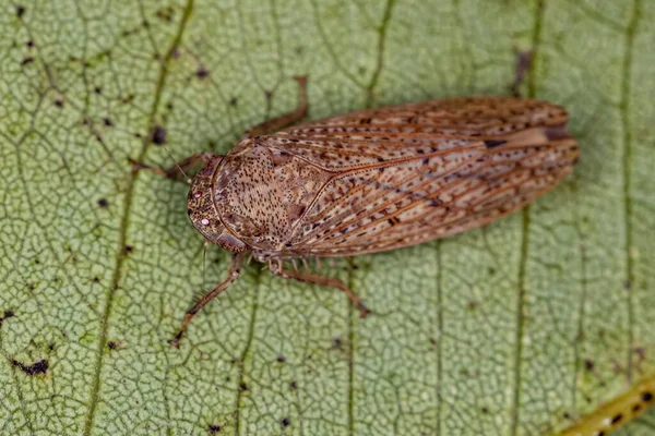 Pequeno Leafhopper Típico Tribo Gyponini — Fotografia de Stock