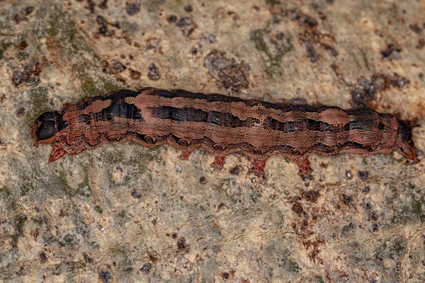 Housenka Černá Housenka Druhu Ascalapha Odorata — Stock fotografie