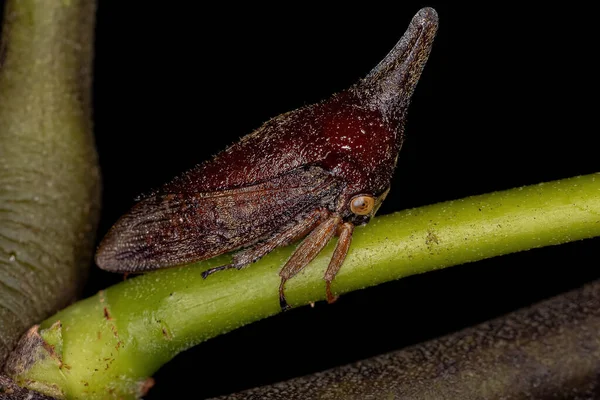 Dospělý Typický Treehopper Čeledi Membracidae — Stock fotografie