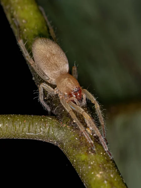 Kleine Gespensterspinne Aus Der Familie Der Anyphaenidae — Stockfoto