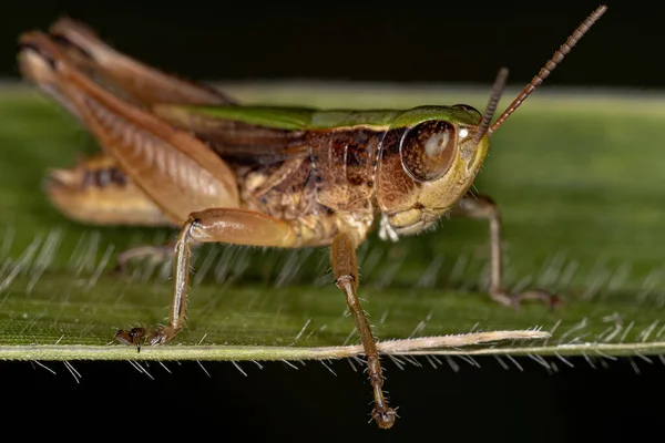 Tribe Orphulellini 얼굴을 Striduling Slant Faced Grasshopper — 스톡 사진
