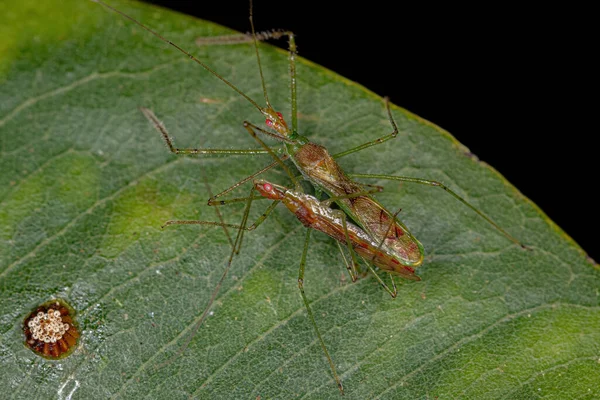 Casal Bugs Assassinos Adultos Tribo Harpactorini Copulando — Fotografia de Stock