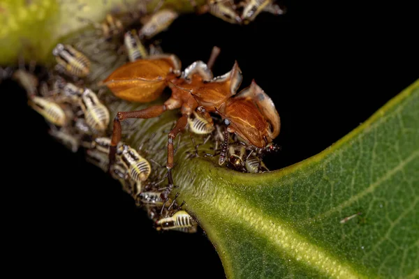 Adulto Tartaruga Amarela Formiga Dos Cefalotes Gênero Com Aetalionid Treehopper — Fotografia de Stock