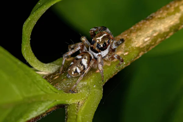 Malý Skákající Pavouk Druhu Philira Micans — Stock fotografie