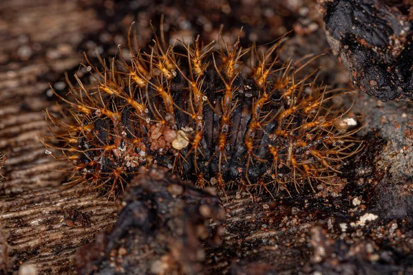 Pleasing Fungus Beetle Larvae Genus Aegithus — Foto de Stock