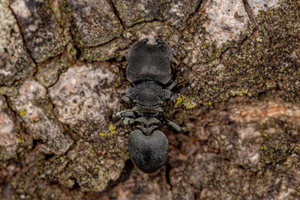 Hormiga Tortuga Adulta Del Género Cephalotes —  Fotos de Stock