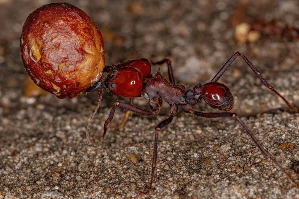 Atta Leaf Cutter Ant Species Atta Laevigata Carrying Small Fig — Stock Photo, Image