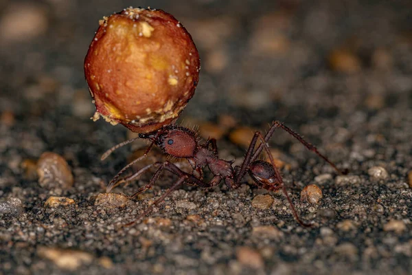 Atta Leaf Cutter Ant Вида Atta Laevigata Несущий Небольшой Плод — стоковое фото