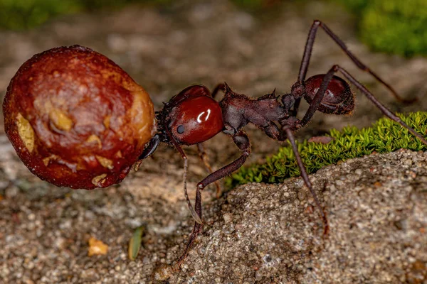 Atta Cortador Hojas Hormiga Especie Atta Laevigata Llevando Pequeño Fruto — Foto de Stock