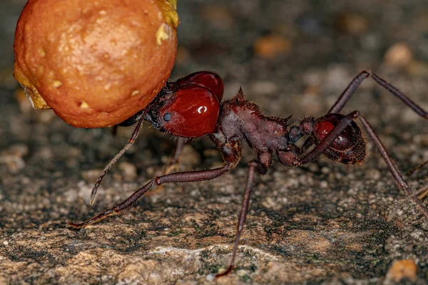 Atta Yaprak Kesen Karınca Türü Atta Laevigata Incir Ağacının Küçük — Stok fotoğraf