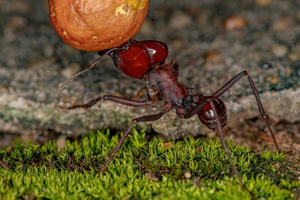 Atta Cortador Hojas Hormiga Especie Atta Laevigata Llevando Pequeño Fruto — Foto de Stock